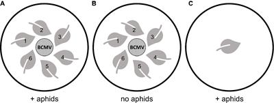 Exogenous Application of RNAi-Inducing Double-Stranded RNA Inhibits Aphid-Mediated Transmission of a Plant Virus